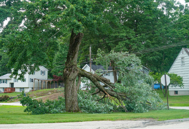 How Our Tree Care Process Works  in  Doraville, GA